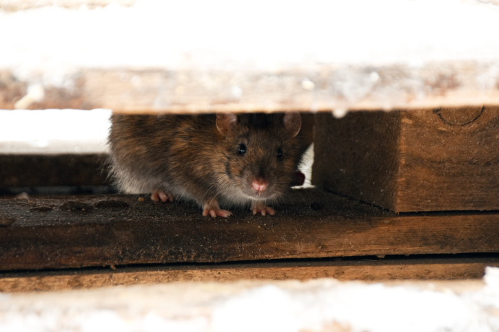 A rat hiding under a floorboard: Rats infestation in the home - are they covered by home insurance?